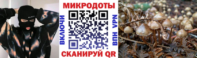 дарнет шоп  Рассказово  Псилоцибиновые грибы мицелий 